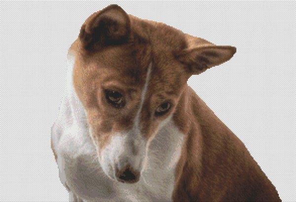(image for) Basenji